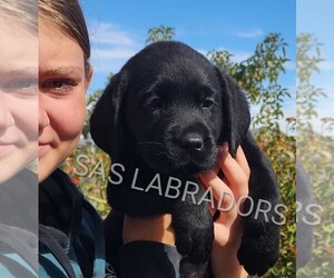 Labrador Retriever Puppy for sale in PINON HILLS, CA, USA