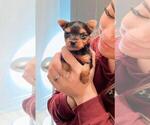 Small Photo #4 Yorkshire Terrier Puppy For Sale in KLEIN, TX, USA