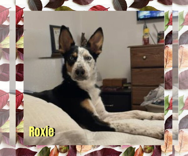 Medium Photo #2 Border Collie-Unknown Mix Puppy For Sale in Red Lodge, MT, USA