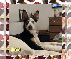 Roxie - Female Border Collie-Unknown Mix Dog for Adoption - Photo #2