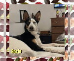 Small Photo #2 Border Collie-Unknown Mix Puppy For Sale in Red Lodge, MT, USA
