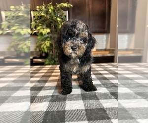 Bernedoodle (Miniature) Puppy for sale in GREENWOOD, IN, USA