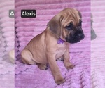 Small #8 Cane Corso