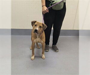 American Pit Bull Terrier Dogs for adoption in Louisville, KY, USA