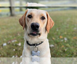 Small Photo #1 Labrador Retriever Puppy For Sale in HIGDON, AL, USA