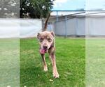Small #1 American Pit Bull Terrier Mix