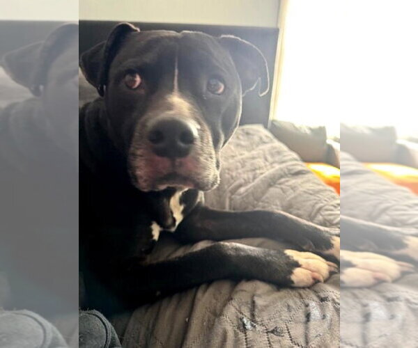 Medium Photo #1 Mutt Puppy For Sale in Germanton, TN, USA