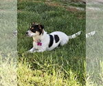 Small #4 Chihuahua Mix