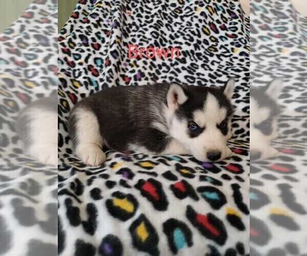 Medium Photo #2 Siberian Husky Puppy For Sale in PIKEVILLE, TN, USA