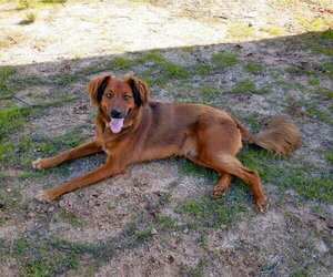 Shylo - Male Irish Setter-Unknown Mix Dog for Adoption - Photo #9