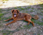 Small #8 Irish Setter Mix
