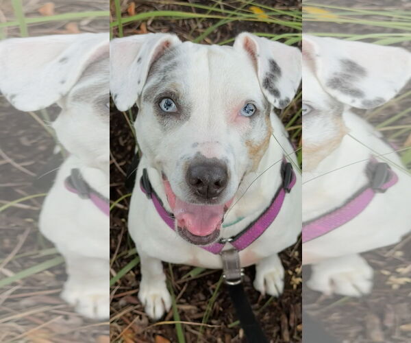 Medium Photo #2 Jack Russell Terrier-Unknown Mix Puppy For Sale in Pompano Beach , FL, USA
