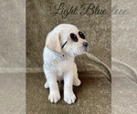 Small Photo #49 Labrador Retriever Puppy For Sale in MURRIETA, CA, USA