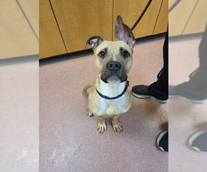 Bullboxer Pit Dogs for adoption in Ogden, UT, USA