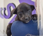Small #5 Golden Retriever Mix