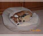 Small #3 Jack Russell Terrier Mix