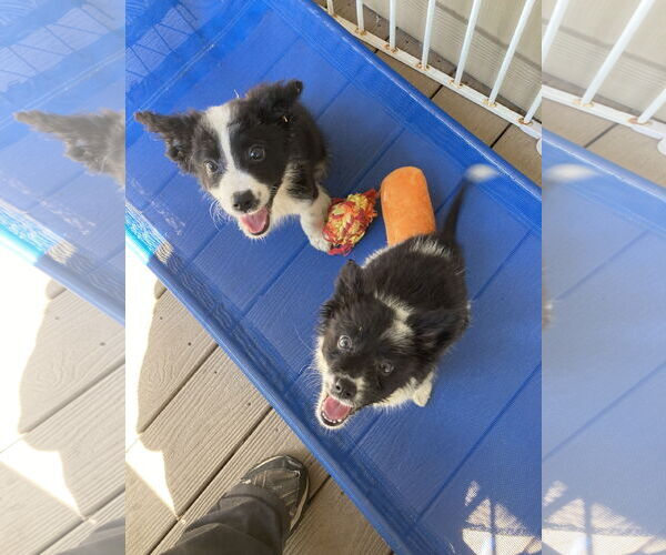Medium Photo #6 Border Collie-Collie Mix Puppy For Sale in San Diego, CA, USA