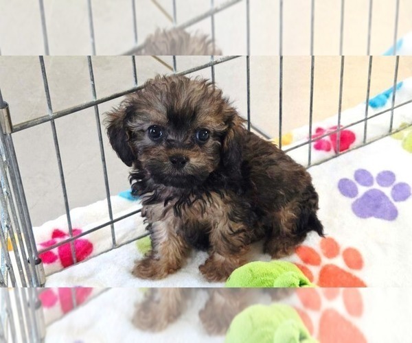 Medium Photo #9 Cavapoo (Miniature)-Poodle (Toy) Mix Puppy For Sale in ORO VALLEY, AZ, USA