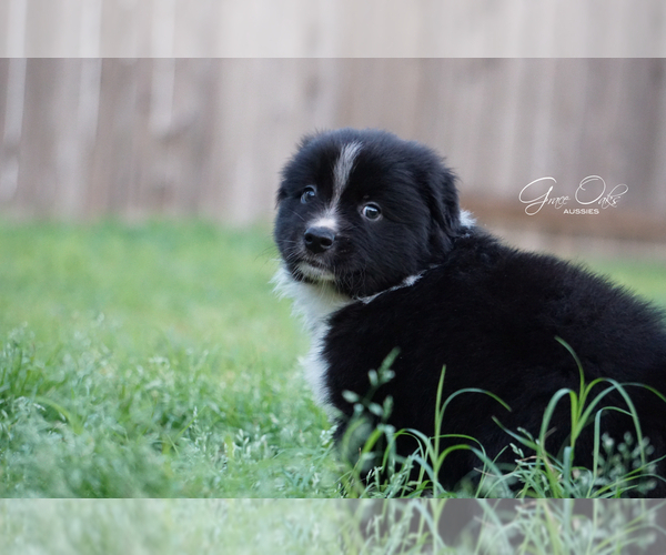 Medium Photo #4 Australian Shepherd Puppy For Sale in HOUSTON, TX, USA