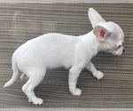 Small Photo #5 Chihuahua Puppy For Sale in LEBANON, NJ, USA