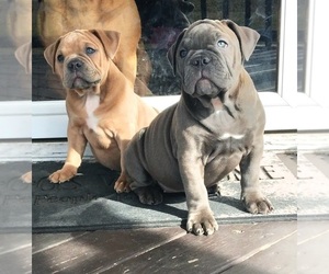 Olde English Bulldogge Puppy for sale in MANSFIELD, OH, USA