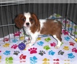 Small Photo #11 Cavalier King Charles Spaniel Puppy For Sale in ORO VALLEY, AZ, USA