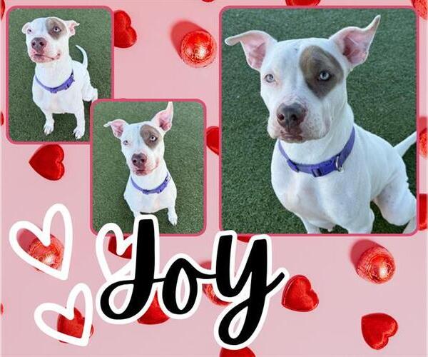 Medium Photo #2 Mutt Puppy For Sale in Pearland, TX, USA