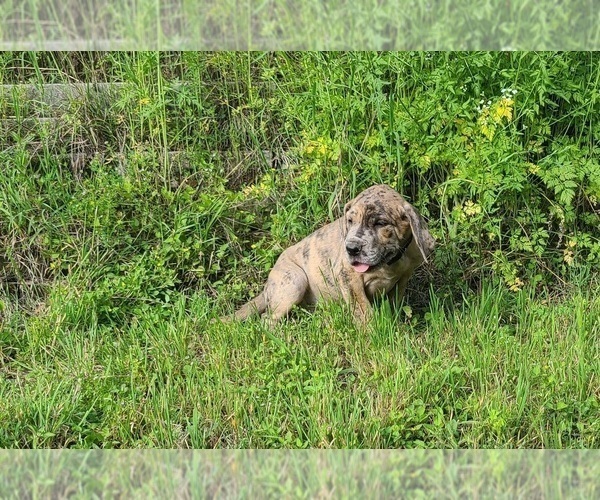 Medium Photo #10 Great Dane Puppy For Sale in LEANDER, TX, USA