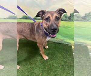 Black Mouth Cur-Unknown Mix Dogs for adoption in Euless, TX, USA