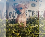 Small Photo #2 Chihuahua Puppy For Sale in WEBSTER, FL, USA