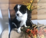 Small Photo #2 Border Collie Puppy For Sale in PINE CITY, NY, USA
