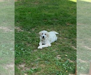 Great Pyrenees Puppy for sale in BUMPASS, VA, USA
