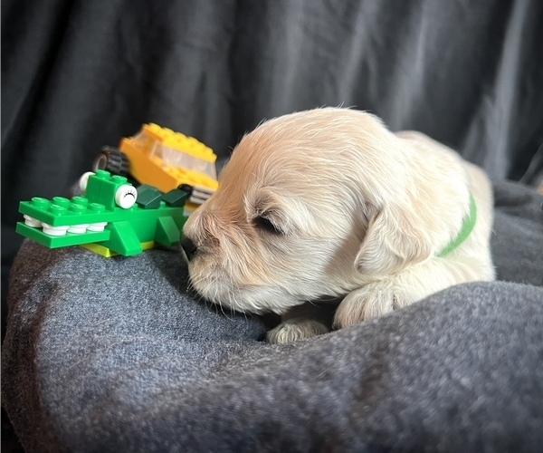 Medium Photo #4 Golden Retriever Puppy For Sale in ALPENA, MI, USA