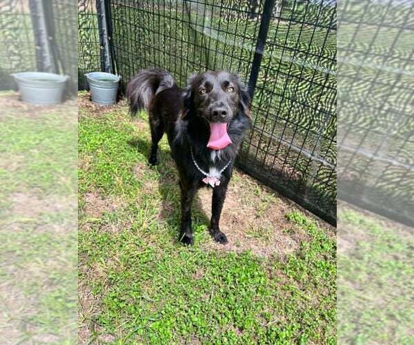 Medium Photo #2 Mutt Puppy For Sale in Abbeville, LA, USA