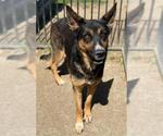 Small #1 German Shepherd Dog