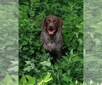 Small Photo #1 German Shorthaired Pointer Puppy For Sale in ELKHART, IN, USA
