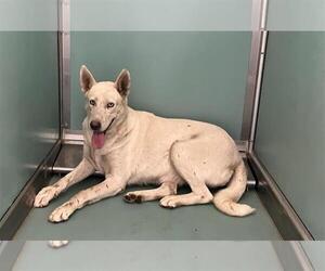 Siberian Husky Dogs for adoption in Moreno Valley, CA, USA