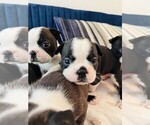 Small Photo #13 Boston Terrier Puppy For Sale in CARMICHAEL, CA, USA
