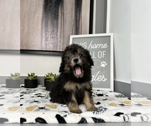 Cavapoo Puppy for sale in FRANKLIN, IN, USA