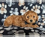 Small #4 Cavapoo