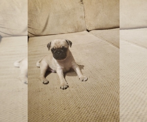 Pug Puppy for sale in YODER, IN, USA