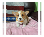 Small Photo #14 Pembroke Welsh Corgi Puppy For Sale in ARROYO GRANDE, CA, USA