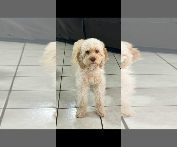 Medium Photo #2 Mutt Puppy For Sale in Morganville, NJ, USA