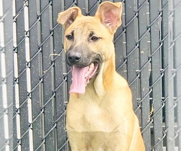 Medium Photo #2 Labrador Retriever-Unknown Mix Puppy For Sale in Houston, TX, USA