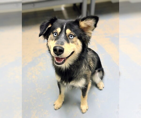 Medium Photo #4 Anatolian Shepherd-Australian Shepherd Mix Puppy For Sale in Bryant, AR, USA