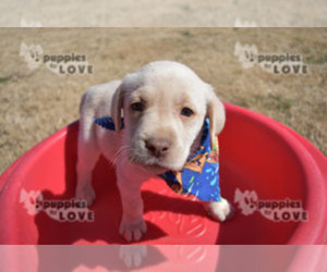 Labrador Retriever Puppy for sale in SANGER, TX, USA