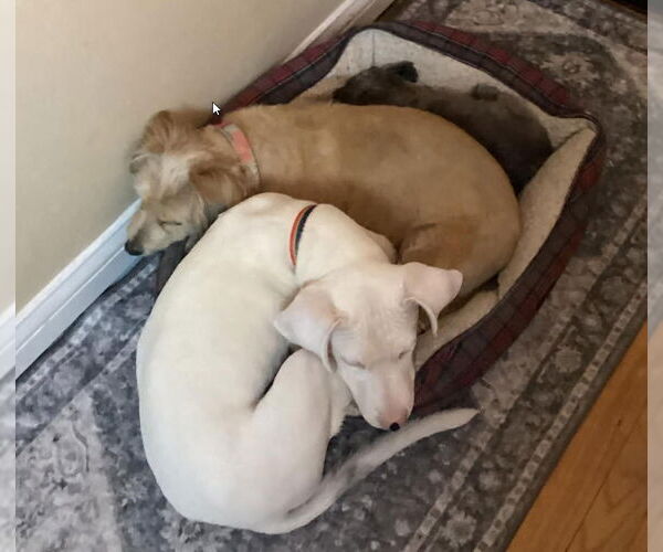 Medium Photo #9 Labrador Retriever-Unknown Mix Puppy For Sale in St. Ann, MO, USA