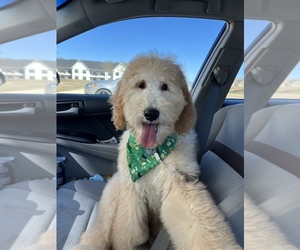 Goldendoodle Puppy for sale in MADISON, AL, USA