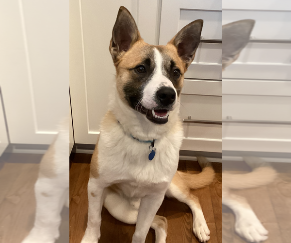 Medium Photo #1 Akita-Unknown Mix Puppy For Sale in Springdale, PA, USA