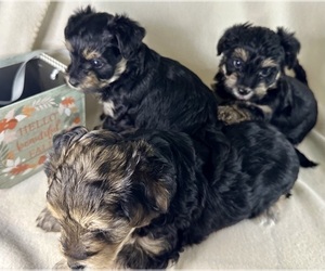 YorkiePoo Puppy for Sale in ROCK HILL, South Carolina USA